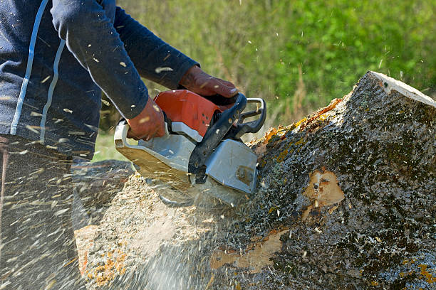 Kentland, IN Tree Care  Company